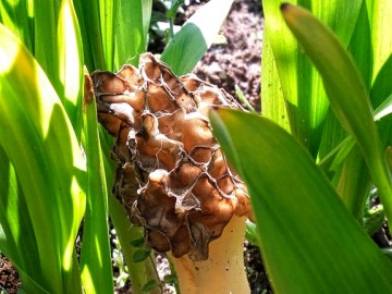 smardz jadalny morchella esculenta fot. sebastian piskorski, 